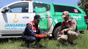 Ağrı'da yaralı bulunan şahin tedavi altına alındı