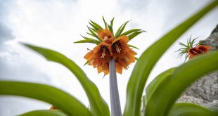 Baharda açan ters laleler Tunceli'nin Mercan Dağları'na güzellik kattı