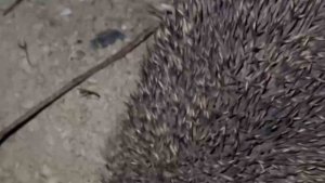 Kirpilerin ilginç anları kameraya yansıdı