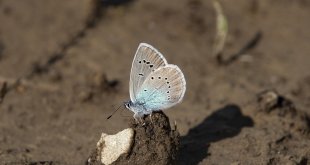 Munzur Vadisi Milli Parkı kelebeklerle renklendi