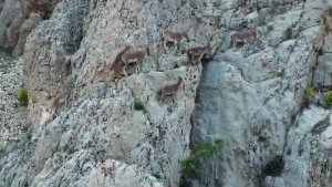 Nesli tükenme altındaki dağ keçileri, Palu Kalesi'nde dronla görüntülendi