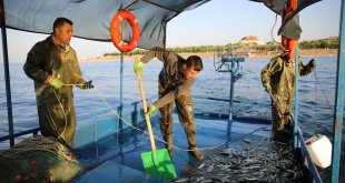 Koruma tedbirleri inci kefalinin popülasyonunu ve ekonomiye katkısını artırdı