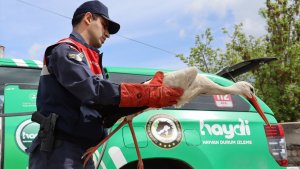 Ağrı'da doğada yaralı bulunan leylek tedavi altına alındı