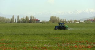Muş'ta bu yıl etkili olan yağışlar tarımsal ürünlerde verim beklentisini yükseltti