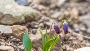 Bu iki çiçeği koparmanın cezası yarım milyon lira