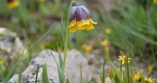 Karayazı'ya özgü ters laleyi 2 bin rakımda fotoğrafladılar