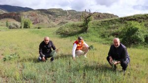 Erzurum'un dağlarında yemlik bereketi