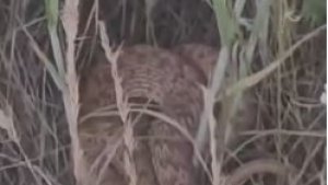 Arazide kenetlenen 2 metrelik yılanı görünce "Ahtapot Necdet" dedi, o anlar güldürdü