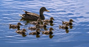 Van'daki merkez tedavi ihtiyacı olan yaban kuşları için "sağlık üssü" oldu