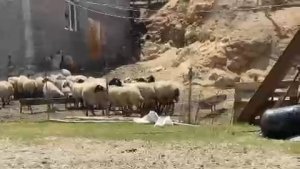 Elazığ'da kedi ile kangalın dostluğu tebessüm ettirdi