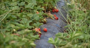 Malatya'da çilek hasadı başladı