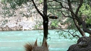 Yanına kadar gelen sincabı elleriyle besledi