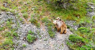 Kış uykusundan uyanan boz ayı Erzincan'daki tabiat parkında yavrusuyla görüntülendi