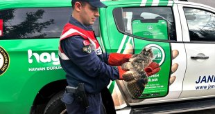 Ağrı'da doğada yaralı bulunan baykuş tedavi altına alındı