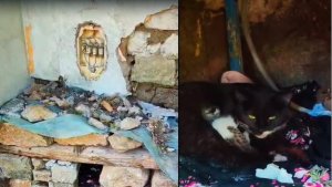 Yeni doğum yapan kediye yuva yaptılar