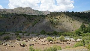 Binlerce koyun Muş yaylalarına doğru yola çıkarıldı