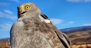 Uydu vericisi takılan 4 yırtıcı kuşun yolculuğu adım adım izleniyor