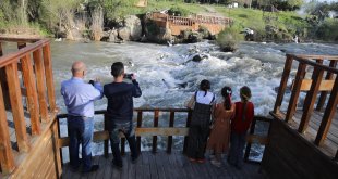 İnci kefallerinin Van Gölü'nden tatlı sulara göçü sürüyor