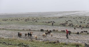 Kars ve Ağrı'da besiciler kar yağışına hazırlıksız yakalandı