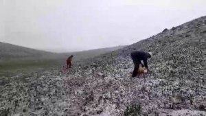 Tunceli'de mayısın ortasında kar yağdı