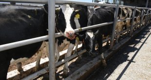 Malatya'da şap hastalığına karşı ücretsiz 185 bin doz aşı uygulandı