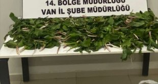 Van'da "dev soğan" bitkileriyle yakalanan İran uyruklu 6 kişi yakalandı