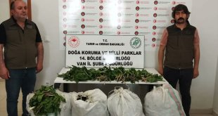 Van'da "dev soğan" bitkileriyle yakalanan İran uyrukluya 387 bin lira ceza uygulandı