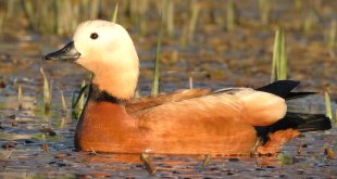 Kars'ta yumurtadan çıkan angut yavruları sulak alanda görüntülendi