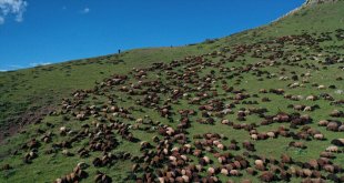 Baharın geldiği Ağrı'nın Cumaçay Yaylası'nda koyun ve kuzu sesleri yankılanıyor