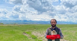 Erzurum'da bitkin bulunan küçük kartal, bakımının ardından doğaya bırakıldı