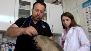 Kenelerin evcil hayvanlarla yayılmasına karşı uyarı