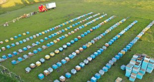 Ağrı'nın yaylalarında "bal mevsimi"