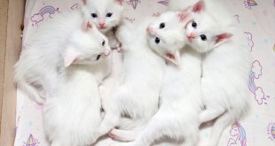 Koruma altındaki Van kedilerinden birinci doğum döneminde 70 yavru elde edildi