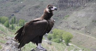 Kars'ta tedavisi tamamlanan kara akbaba ve bozkır kartalı doğaya bırakıldı