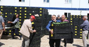 Bingöl'de çiftçilere 390 bin sebze fidesi dağıtıldı