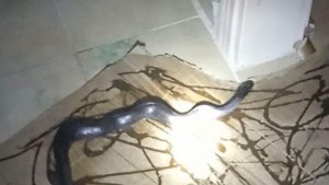 Gafil avlanan yılan, fare kapanına takıldı