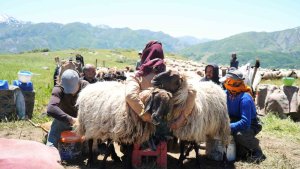 Muşlu berivanlar ilk süt sağımına başladı