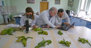 Biyokaçakçıların hedefindeki "dev soğan" bitkileri bilim insanlarının korumasında