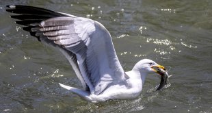 Van'da inci kefallerinin göçü festivalle tanıtılacak