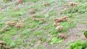 Kayda aldığı tavşanla sohbeti gülümsetti