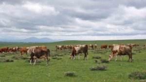 Kars'ta uzmanlardan kurban seçimi uyarısı
