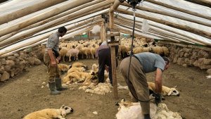 Koyunları elektrikli makine ile kırkmaya başladılar