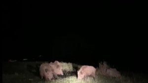 Ardahan'da yaban domuzları tarım arazilerine zarar veriyor