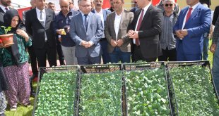 Yüksekova'da çiftçilere 109 bin fide dağıtıldı