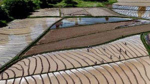 Bitlis'te imece usulü çeltik ekimi başladı