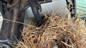 Traktöre yuva yapan kuş için işleri bıraktı