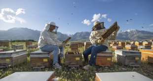 Florası zengin Tunceli'nin Ovacık dağları arıcıları ağırlıyor