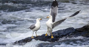 Van Gölü'nde yaşayan inci kefallerinin tatlı sulara göçü devam ediyor