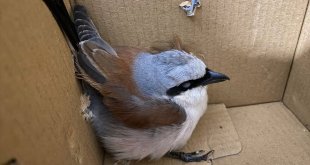 Erzurum'da bakımı tamamlanan kızıl sırtlı örümcek kuşu doğaya salındı