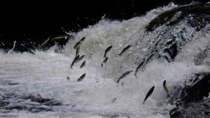 Van'da "11. Uluslararası İnci Kefali Göçü Kültür ve Sanat Festivali" başladı